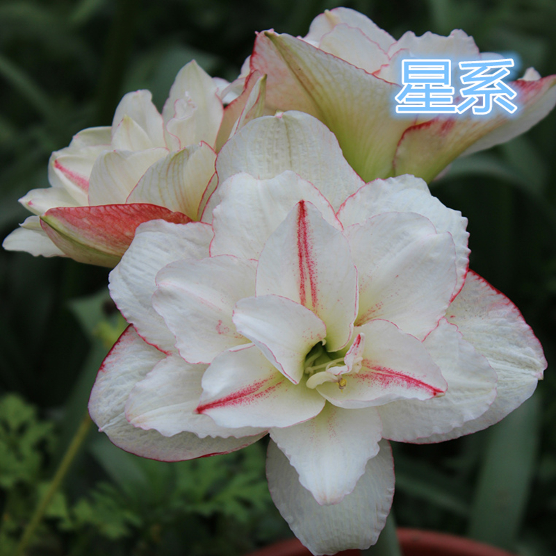 球迷朱顶红星系小苗 重瓣朱顶红在类目 鲜花速递/花卉仿真/绿植园艺, 花卉/蔬果/草坪种子(新), 种球中 - 来自Buy2taobao.com提供专业的淘宝代购服务