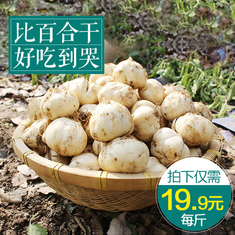 拍下19.9鲜百合500g老韩甘肃特产新鲜百合食用甜兰州百合农家自产