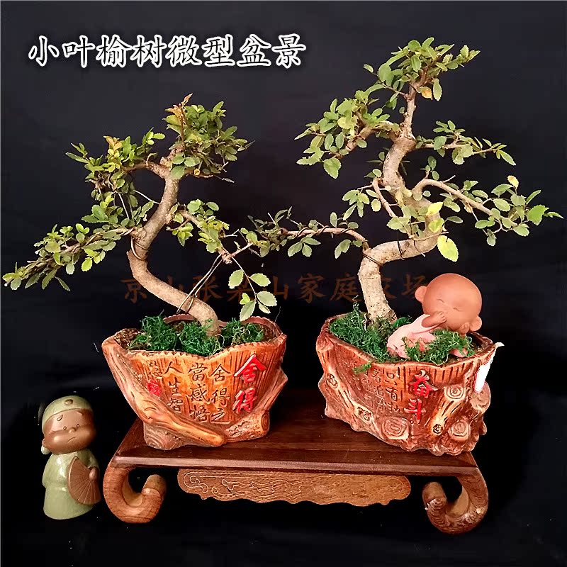 小叶榆树精品盆景春榆盆栽S型微型桌面办公室白榆掌上提根小盆景在类目 鲜花速递/花卉仿真/绿植园艺, 花卉/绿植盆栽(新), 大型绿植/成品组合盆栽中 - 来自Buy2taobao.com提供专业的淘宝代购服务