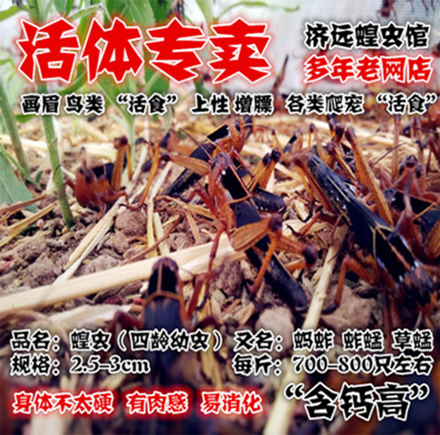 东亚飞蝗活体蚂蚱蝗虫活体蚱蜢草蜢活体虰蜢蟋蟀1-3cm 包邮 包活在类目 宠物/宠物食品及用品, 爬虫/鸣虫及其用品, 爬虫/鸣虫食物中 - 来自Buy2taobao.com提供专业的淘宝代购服务