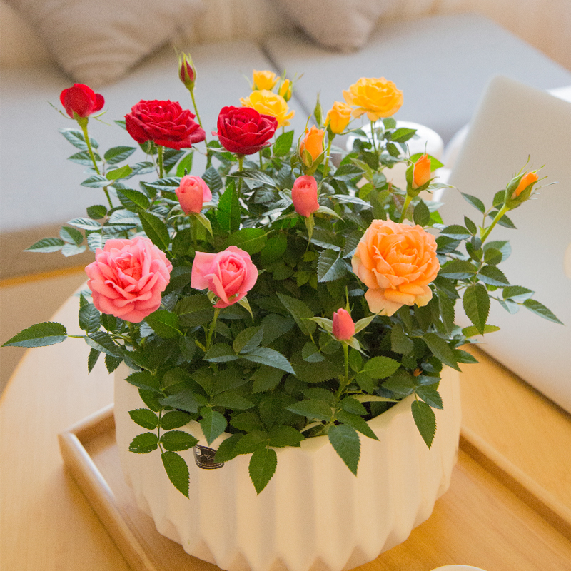 花花草草荷兰包邮带盆栽好迷你玫瑰微型红色花苗月季办公室内小绿优惠价39.44元,花花草草精心为您挑选-麦尔网购导航-网购宝