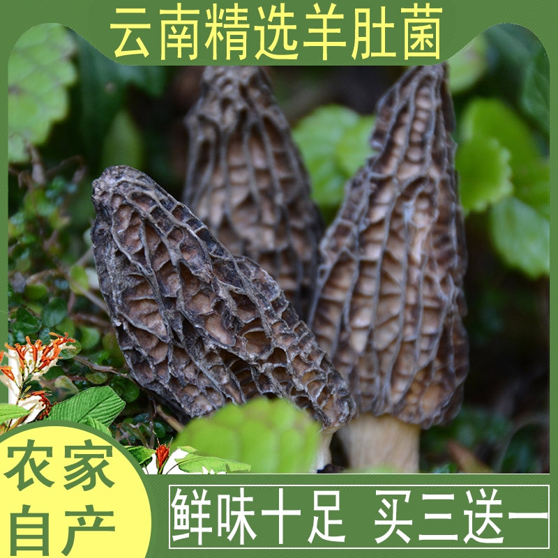 唐嫂羊肚菌干货野生特级非新鲜菌类云南土特产菌菇50g非500g在类目 粮油米面/南北干货/调味品, 南北干货/肉类干货, 干货/土特产, 香菇类中 - 来自Buy2taobao.com提供专业的淘宝代购服务