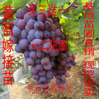 嫁接玫瑰树苗-接盆栽地栽南方北方种植庭院嫁