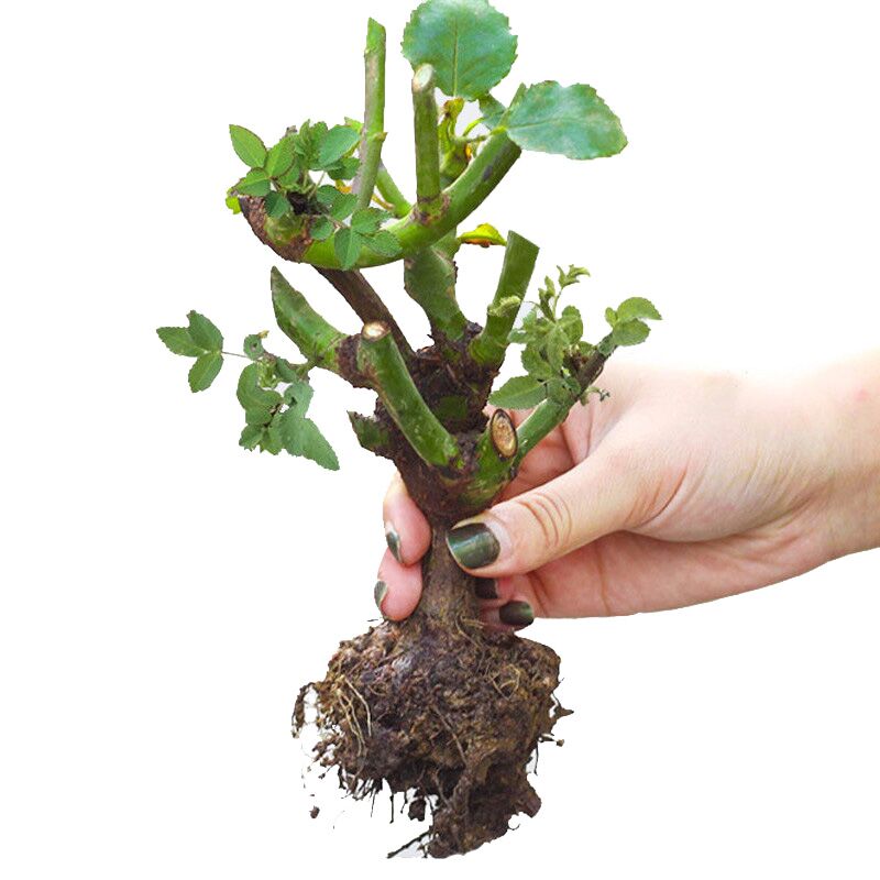 8年玫瑰花苗盆栽带花苞月季蔷薇阳台室内四季花卉绿植物在类目 鲜花速递/花卉仿真/绿植园艺, 花卉/绿植盆栽(新), 花卉中 - 来自Buy2taobao.com提供专业的淘宝代购服务