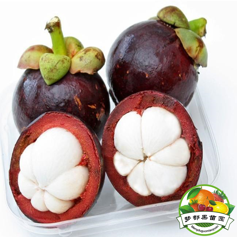 进口果树苗盆栽\/地栽葡萄树苗七彩葡萄苗 南方