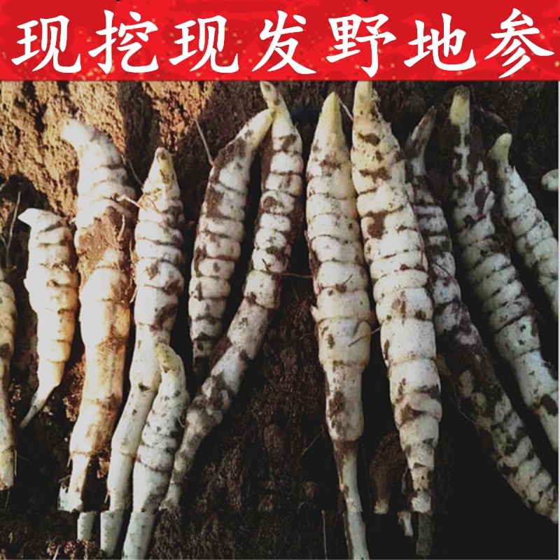 3斤装地参新鲜地环菜虫草参地蚕子农家蔬菜非宝塔菜 包邮在类目 水产肉类/新鲜蔬果/熟食, 新鲜蔬菜/蔬菜制品, 新鲜蔬菜, 其它中 - 来自Buy2taobao.com提供专业的淘宝代购服务