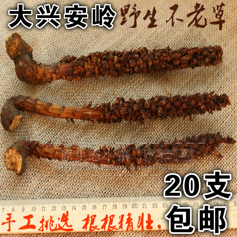 Daxinganling specialty natural wild Top Tianzhu Boschniakia Bu Laocao Authentic wine material 20 branchin the Traditional nourishing food , Other traditional tonic , Bu Laocao category - from Buy2taobao.com to provide professional Taobao agent buy service