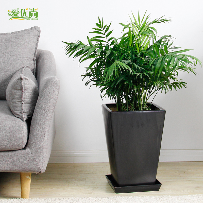 Still excellent Rich coconut Potted plant indoor a living room Office Green plant Houseplants Beijingin the Flower delivery/Flowers simulation/Plants gardening , Flowers/Potted plants (New) , Plants category - from Buy2taobao.com to provide professional Taobao agent buy service