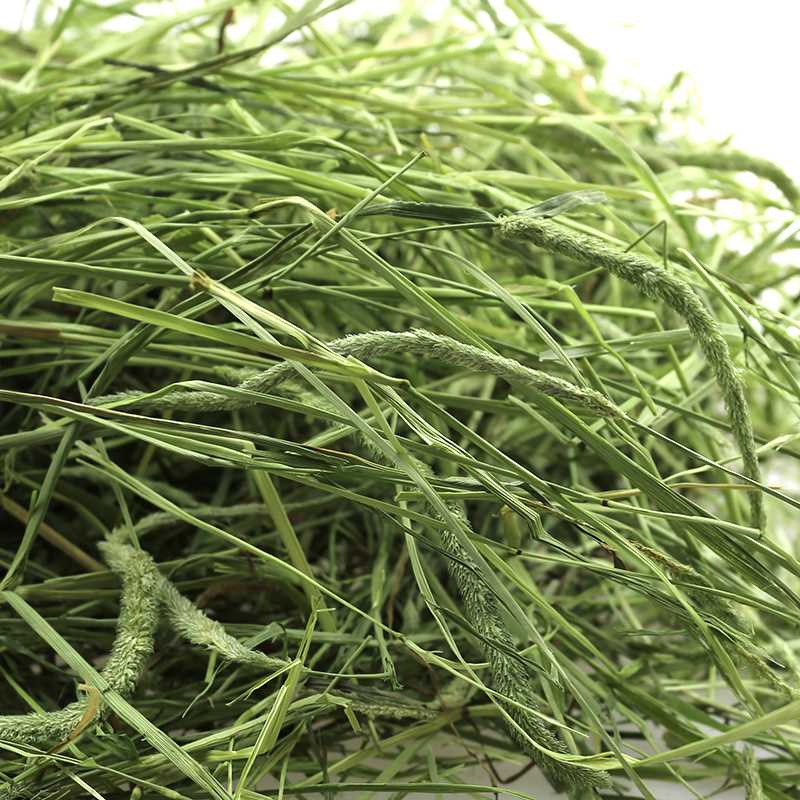 1件包邮2017提摩西草兔子提木西草干提草兔草 兔粮500g在类目 宠物/宠物食品及用品, 兔类及其用品, 兔兔干草中 - 来自Buy2taobao.com提供专业的淘宝代购服务