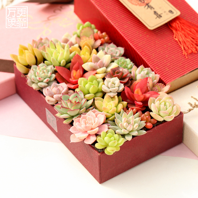 万象更新多肉植物 花卉盆栽多肉组合新手室内绿植 多肉植物批发