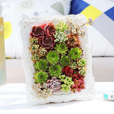 万象更新多肉批发园艺家居植物创意迷你办公室盆景裸根