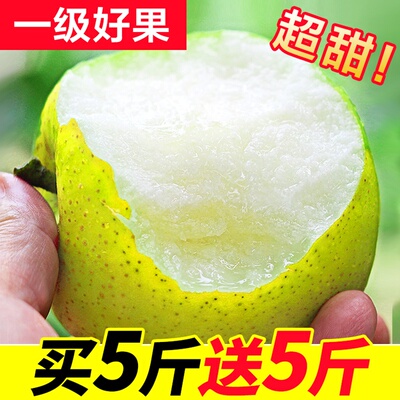 梨子水果包邮新鲜当季整箱10斤批发皇冠梨青梨雪梨翠冠梨砀山梨子