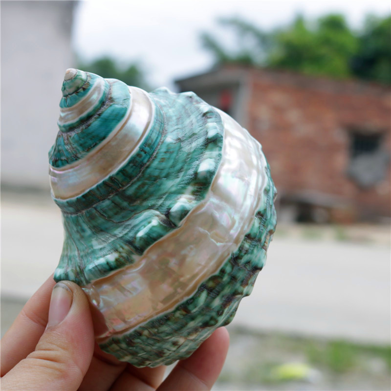 Ocean specimen natural shell Large conch From Snails Collection gift Home Furnishing decorate Lampshadein the Home accessories , Creative Jewelry , Conch/Shell/Coral category - from Buy2taobao.com to provide professional Taobao agent buy service