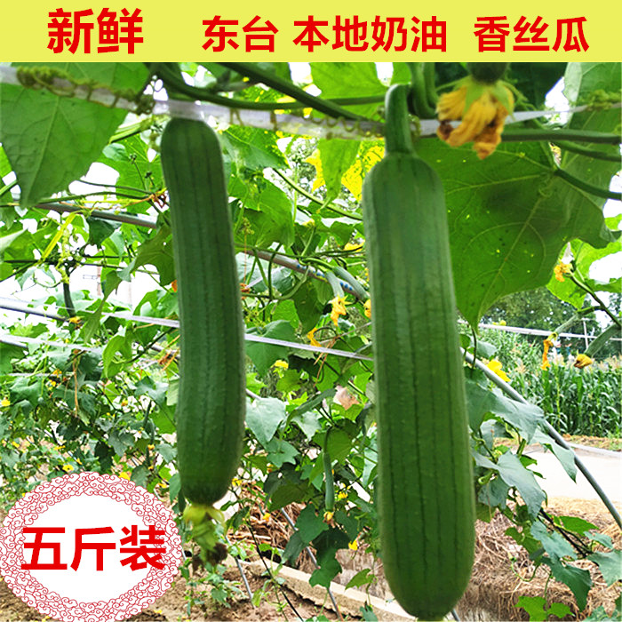 新鮮本地香絲瓜奶油 絲瓜當季蔬菜鮮嫩綠皮絲瓜農家自種 5斤包郵在類目 水產肉類/新鮮蔬果/熟食, 新鮮蔬菜/蔬菜製品, 新鮮蔬菜, 其它中 - 來自Buy2taobao.com提供專業的淘寶代購服務