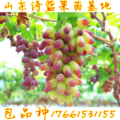 南北方种植葡萄苗果树苗 地 盆栽 美人指提子 葡萄树苗 当年结果