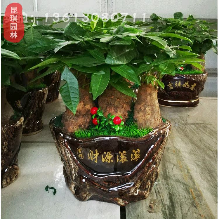深圳發財樹綠蘿綠植小盆栽花卉桌面辦公室觀葉植物吸甲醛盆景在類目 鮮花速遞/花卉仿真/綠植園藝, 花卉/綠植盆栽(新), 綠植中 - 來自Buy2taobao.com提供專業的淘寶代購服務