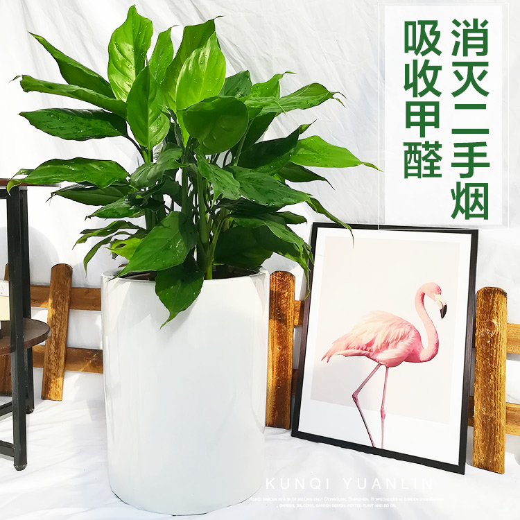 深圳萬年青大盆栽植物帶盆室內四季常青大葉好養開花辦公室綠植在類目 鮮花速遞/花卉仿真/綠植園藝, 花卉/綠植盆栽(新), 綠植中 - 來自Buy2taobao.com提供專業的淘寶代購服務