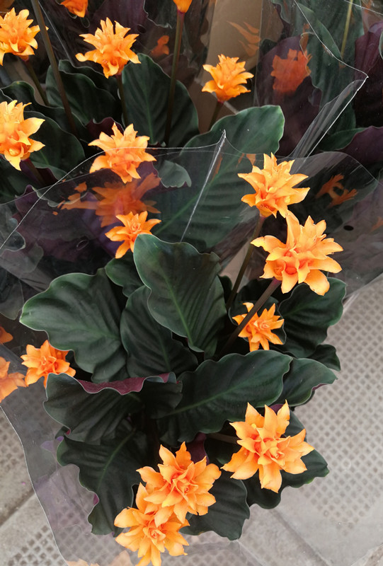 Golden Arrowroot Potted plant indoor Foliage Flower Botany Lunar New Year Flower Compare Rare Bloom Arrowrootin the Flower delivery/Flowers simulation/Plants gardening , Flowers/Potted plants (New) , Plants category - from Buy2taobao.com to provide professional Taobao agent buy service