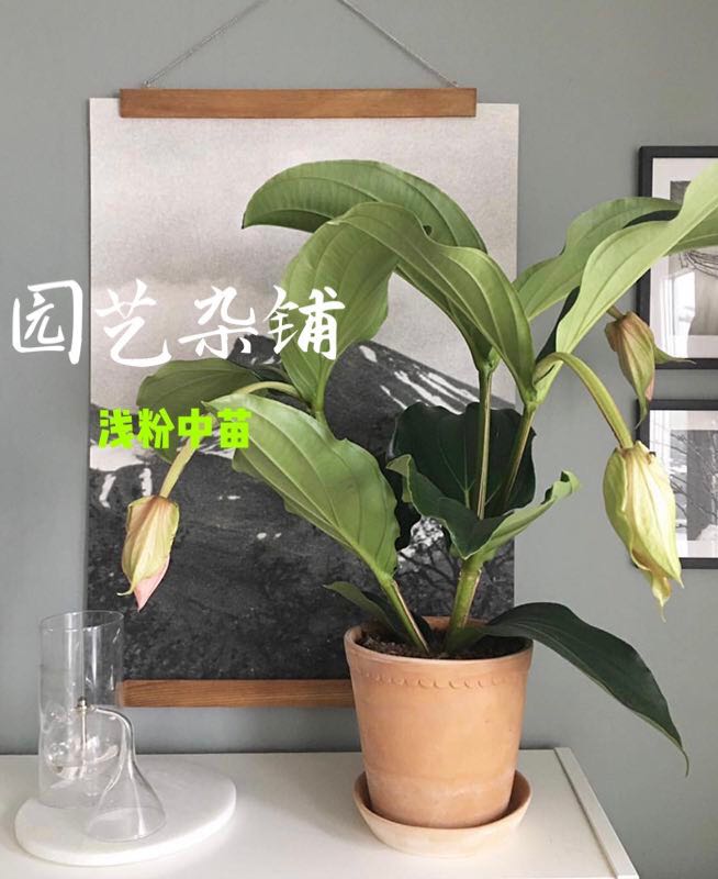宝莲灯花 浅粉 带花苞 荷兰进口宝莲灯 小苗 盆栽 开花 美丁花|ruв категории доставка цветов/цветок моделирования/растения садоводства, цветок/растения в горшках (новый), растения - от Buy2taobao.com для оказания профессиональной услуги покупки агента Taobao