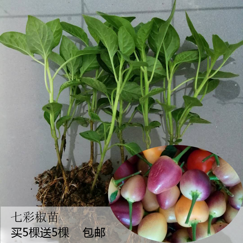 七彩辣椒辣七彩椒辣椒苗苗子五色椒苗盆栽四季种植食用辣椒种蔬菜在类目 水产肉类/新鲜蔬果/熟食, 新鲜蔬菜/蔬菜制品, 新鲜蔬菜, 其它中 - 来自Buy2taobao.com提供专业的淘宝代购服务
