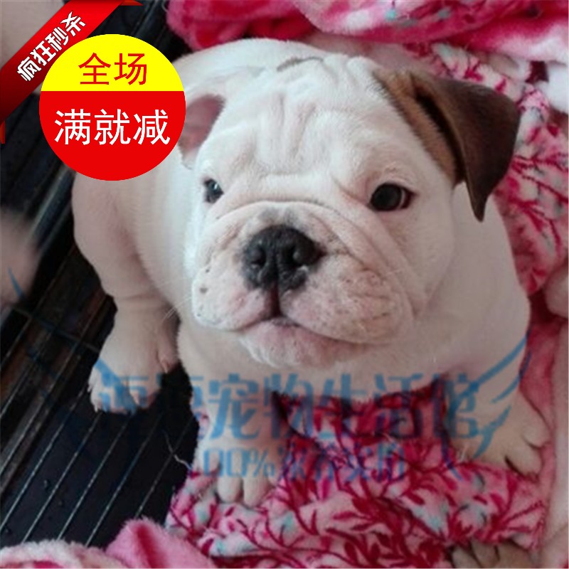 家养实拍 特价 纯种英国斗牛犬幼犬英斗宠物狗狗英牛免运费可视频在类目 宠物/宠物食品及用品, 狗狗中 - 来自Buy2taobao.com提供专业的淘宝代购服务