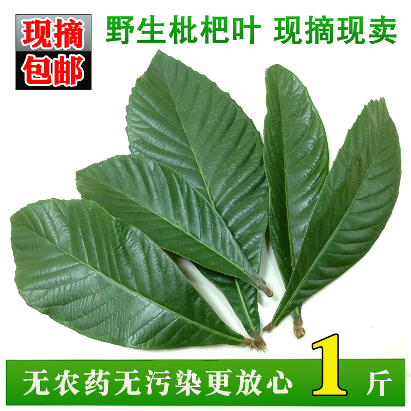 新鲜野生枇杷叶优质琵琶叶茶农家当天现摘枇杷花无农药500克包邮|msdalam kategori makanan berkhasiat tradisional, Ubat-ubatan dan makanan yang boleh dimakan, Lain Perubatan dan Makanan yang boleh dimakan - dari Buy2taobao.com untuk memberikan perkhidmatan ejen Taobao profesional membeli