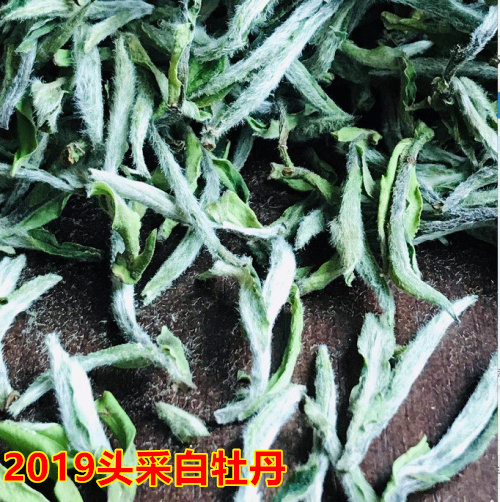 2019 Loose tea Fuding white tea White Peony Mingqian 100g peony Fuding Dabaicha Cannedin the Tea , White Tea(New) , White Peony category - from Buy2taobao.com to provide professional Taobao agent buy service