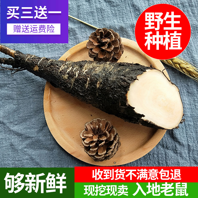 野生入地老鼠 新鲜钻地老鼠500g包邮广东煲汤料现挖新鲜紫茉莉根在类目 传统滋补营养品, 药食同源食品, 其他药食同源食品中 - 来自Buy2taobao.com提供专业的淘宝代购服务
