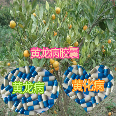 黄龙病黄化病胶囊砂糖桔柑橘橙子柚子树打针输液杀菌剂店长推荐|ruв категории доставка цветов/цветок моделирования/растения садоводства, садовых принадлежностей, домашнее садоводство удобрений/питательной почвы/питательный раствор - от Buy2taobao.com для оказания профессиональной услуги покупки агента Taobao