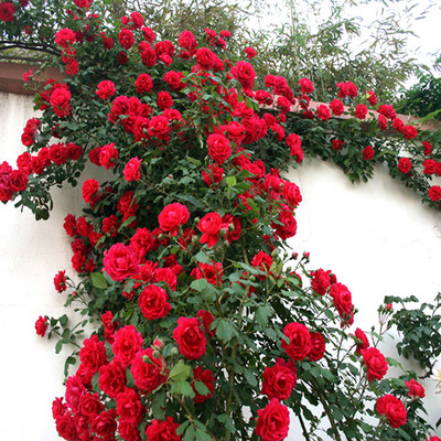 rose Potted plant Four seasons Climbing Chinese rose Flower seedlings Big flower Strong fragrance Bloom Continue Bud flowers and plants rosein the Flower delivery/Flowers simulation/Plants gardening , Flowers/Potted plants (New) , Flowers category - from Buy2taobao.com to provide professional Taobao agent buy service