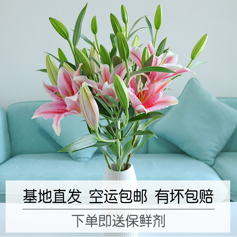 香水百合花一扎10枝 家用水养新鲜罗宾娜速递鲜花云南基地直发在类目 鲜花速递/花卉仿真/绿植园艺, 鲜花速递(同城)中 - 来自Buy2taobao.com提供专业的淘宝代购服务