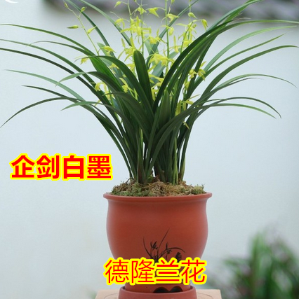 蘭花苗墨蘭企劍白墨仙霞癜濃香蘭花辦公室客廳陽台綠植盆栽包郵在類目 鮮花速遞/花卉仿真/綠植園藝, 花卉/綠植盆栽(新), 花卉中 - 來自Buy2taobao.com提供專業的淘寶代購服務