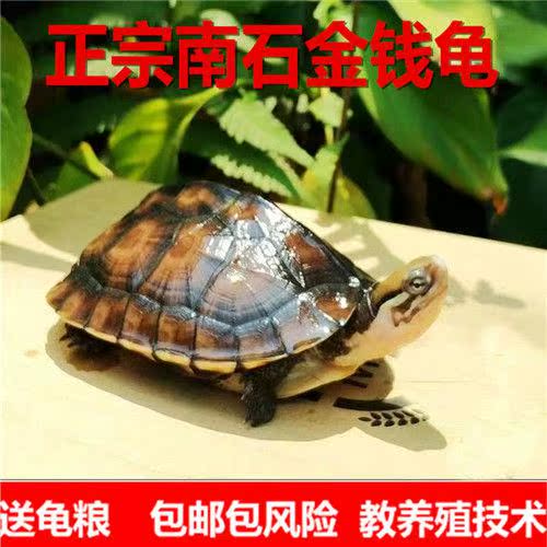 2019纯种南石金钱苗越南石龟苗招财黄金长寿镇宅宠物观赏乌龟活体|msdalam kategori haiwan peliharaan/makanan haiwan dan bekalan, Aquarium World, penyu/penyu - dari Buy2taobao.com untuk memberikan perkhidmatan ejen Taobao profesional membeli