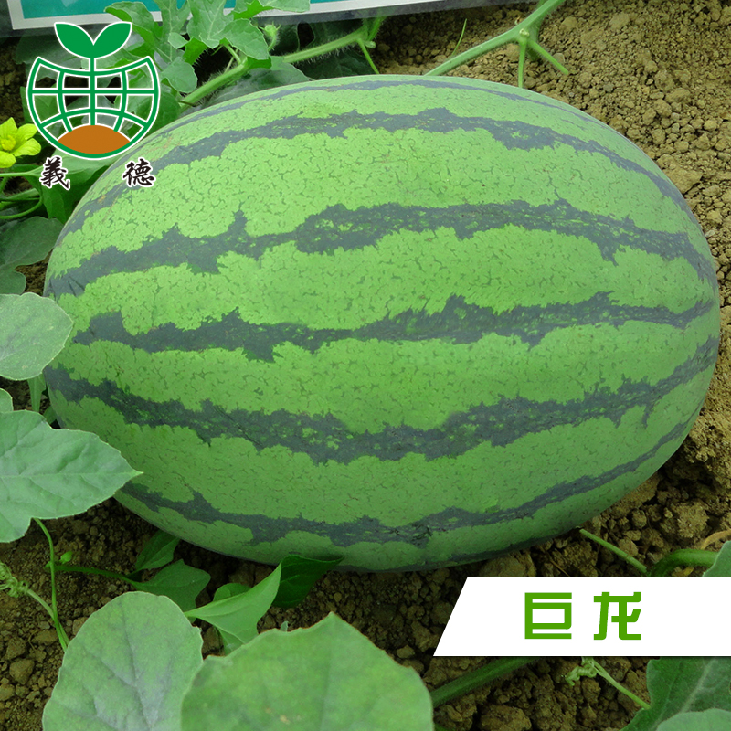 江淮园艺【巨龙】西瓜种子大果红肉产量高耐旱80克/罐890粒左右在类目 农用物资, 种子/种苗, 蔬菜种子中 - 来自Buy2taobao.com提供专业的淘宝代购服务