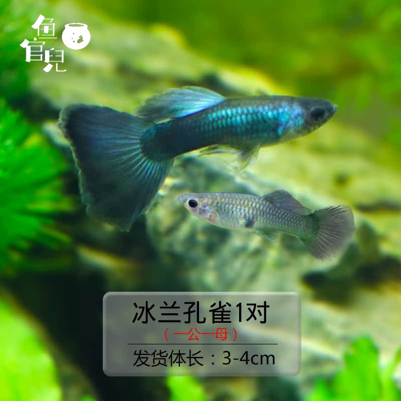 鱼官儿热带鱼孔雀鱼 孔雀鱼孕母繁殖快练手孔雀鱼 鸿运当头在类目 宠物/宠物食品及用品, 水族世界, 鱼中 - 来自Buy2taobao.com提供专业的淘宝代购服务