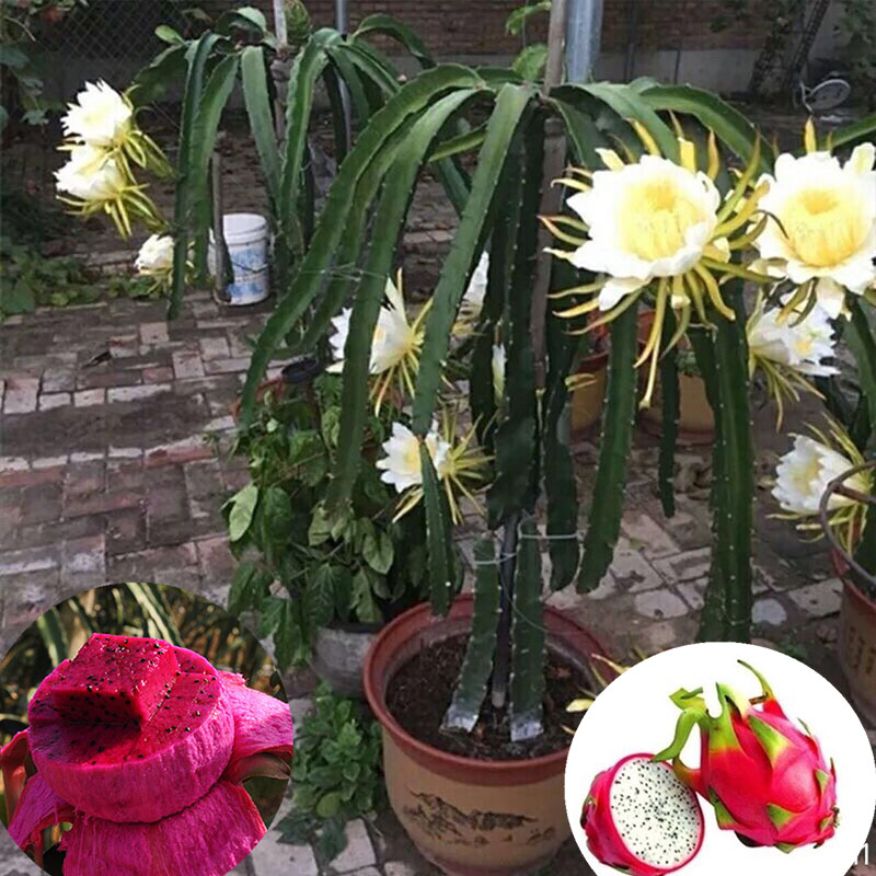 火龙果苗盆栽果苗四季红心红肉盆栽果树苗南北方种植庭院当年结果|msdalam kategori penghantaran bunga/bunga simulasi/tumbuhan berkebun, 花园植物/行道树/果树, 果树 - dari Buy2taobao.com untuk memberikan perkhidmatan ejen Taobao profesional membeli