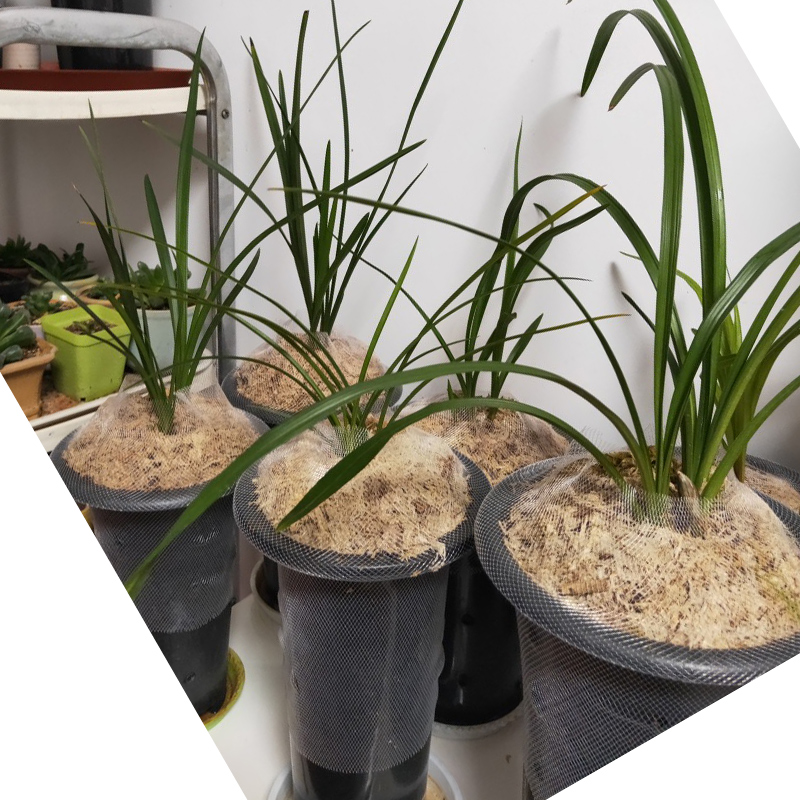 兰花盆网套 花盆专用防植物料散落网套 高弹性花盆防护网套 包邮在类目 办公设备/耗材/相关服务, 包装设备/标牌及耗材, 包裹袋/编织袋中 - 来自Buy2taobao.com提供专业的淘宝代购服务