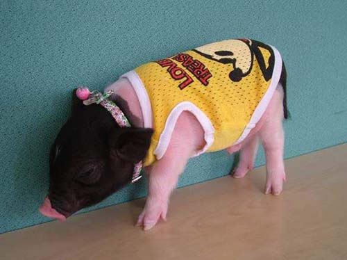 包郵 狗狗衣服狗背心 經典款超人圖案網眼背心 小香豬衣服夏裝在類目 寵物/寵物食品及用品, 寵物服飾及配件, 寵物服裝/雨衣中 - 來自Buy2taobao.com提供專業的淘寶代購服務