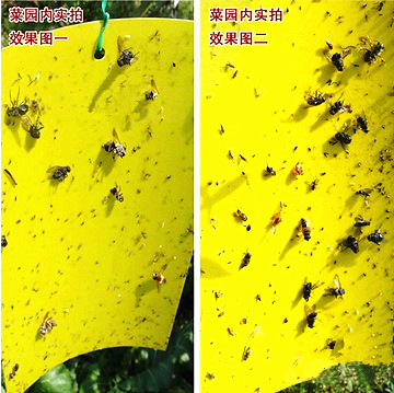 20片强力粘虫黄板盆栽花草园林大棚飞虫果蝇蚜虫粉虱跳甲虫诱捕板在类目 鲜花速递/花卉仿真/绿植园艺, 园艺用品, 其它园艺用品中 - 来自Buy2taobao.com提供专业的淘宝代购服务