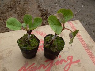 10年苗 爬藤果树楚红猕猴桃苗猕猴桃盆栽猕猴