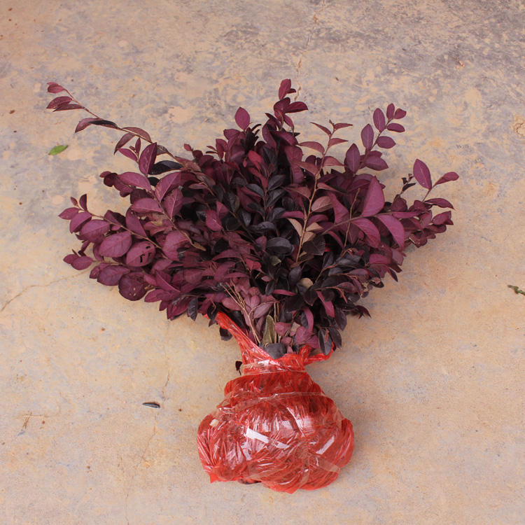 Following the wood safflower seedlings Bamboo fence courtyard green engineering Seedlings Four seasons Evergreen colour Sapling Safflower Cricketin the Flower delivery/Flowers simulation/Plants gardening , Garden Plants/Trees/Fruit tree, Foliage/Flowering Shrubs category - from Buy2taobao.com to provide professional Taobao agent buy service