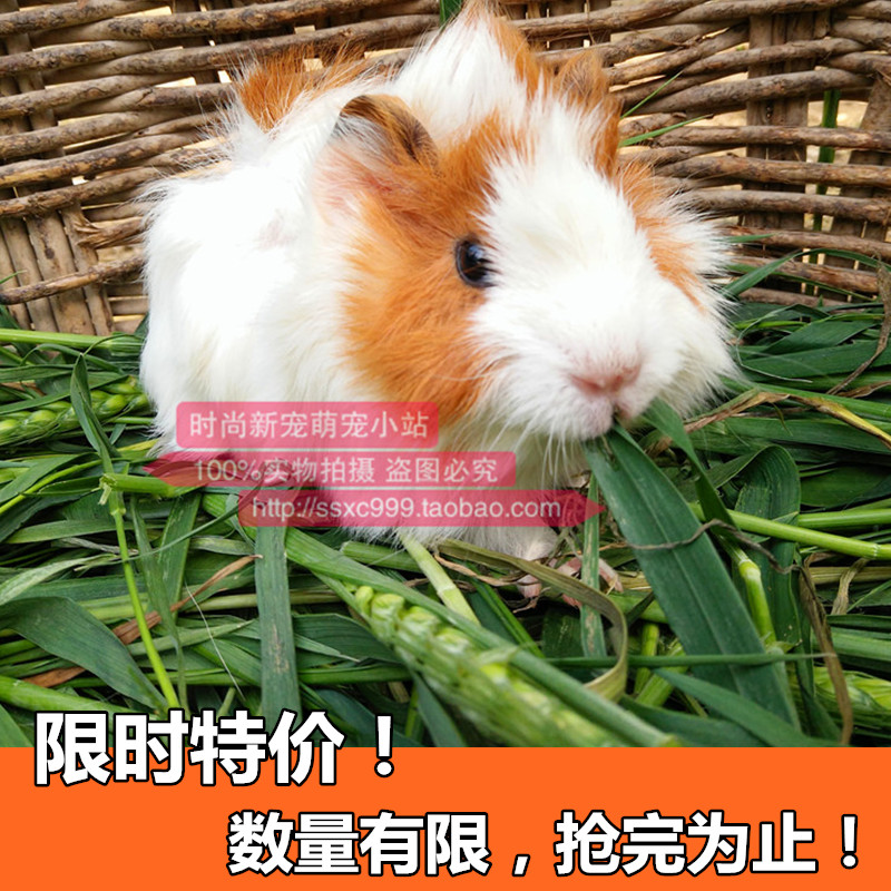 限时特价!短逆毛荷兰猪活体豚鼠活体天竺鼠、精心家养在类目 宠物/宠物食品及用品, 仓鼠类及其它小宠, 豚鼠中 - 来自Buy2taobao.com提供专业的淘宝代购服务