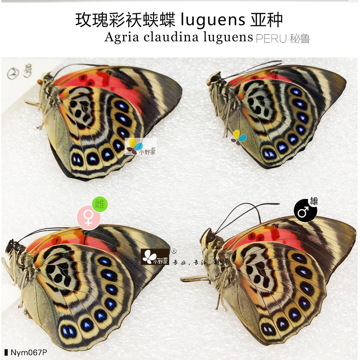 玫瑰彩袄蛱蝶luguens亚种Agria claudina luguens对蝶 小野家的蝶|ruв категории Домашний быт, Другие технологии украшения - от Buy2taobao.com для оказания профессиональной услуги покупки агента Taobao