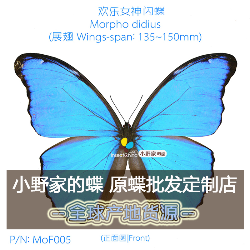 雌蝶欢乐女神闪蝶Morpho didius 小野家的蝶蓝闪蝶|msdalam kategori Aksesori rumah, barang kemas lain - dari Buy2taobao.com untuk memberikan perkhidmatan ejen Taobao profesional membeli