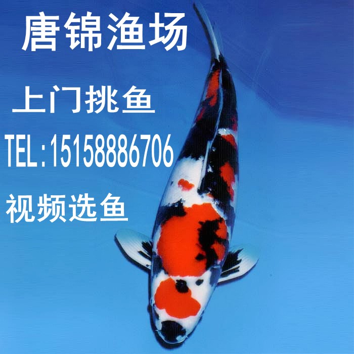 纯种日本锦鲤三色召和大正锦鲤鱼苗活体冷水风水鱼观赏鱼渔场在类目 宠物/宠物食品及用品, 水族世界, 鱼中 - 来自Buy2taobao.com提供专业的淘宝代购服务