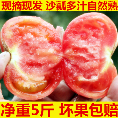 番茄农家自种现摘新鲜孕妇生吃自然熟洋柿子天然5斤沙瓤大西红柿