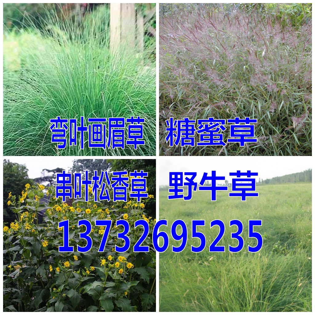 Buffalograss seeds Buffalo Grassroots Developed Thrush seed Cup plant molasses Grass Seedin the Flower delivery/Flowers simulation/Plants gardening , Flowers/Fruits and vegetables/Lawn seed (New) , Home & Garden Seeds category - from Buy2taobao.com to provide professional Taobao agent buy service
