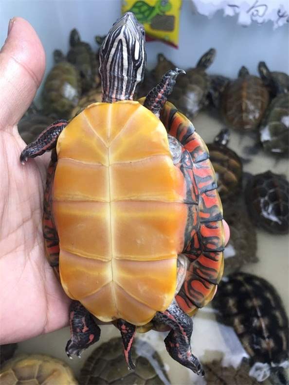 Living tortoise C. p. picta Sham Little Turtle Pets Watch Outside the pond Jinnan Flamein the Pet/Pet food and supplies , Aqua World , Turtle/Turtle category - from Buy2taobao.com to provide professional Taobao agent buy service