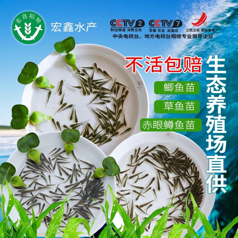 草鱼苗饲料小草鱼鲫鱼苗龙鱼饲料饲料饲料鄂龟活体开口粮小鱼苗在类目 宠物/宠物食品及用品, 水族世界, 鱼中 - 来自Buy2taobao.com提供专业的淘宝代购服务