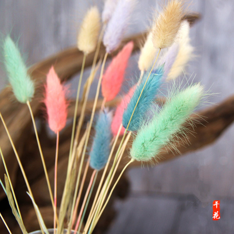 兔尾巴草干花真花永生花干花花束干枝干花插花真花花束客厅装饰|msdalam kategori penghantaran bunga/bunga simulasi/tumbuhan berkebun, bunga abadi/bunga kering, bunga kering - dari Buy2taobao.com untuk memberikan perkhidmatan ejen Taobao profesional membeli